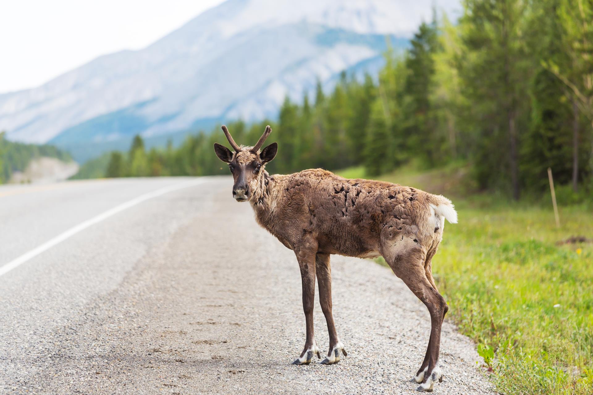 Incidente con animale selvatico – Chi paga e come ottenere il risarcimento